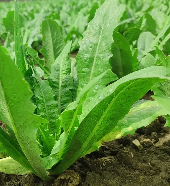 Healyhy Big Sweet and Crispy Lettuce Chinese Vegetables Seeds