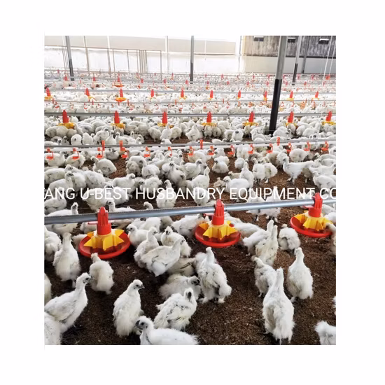 Agriculture Farm Machinery Broiler Poultry House Chicken Feeding Farm Equipment