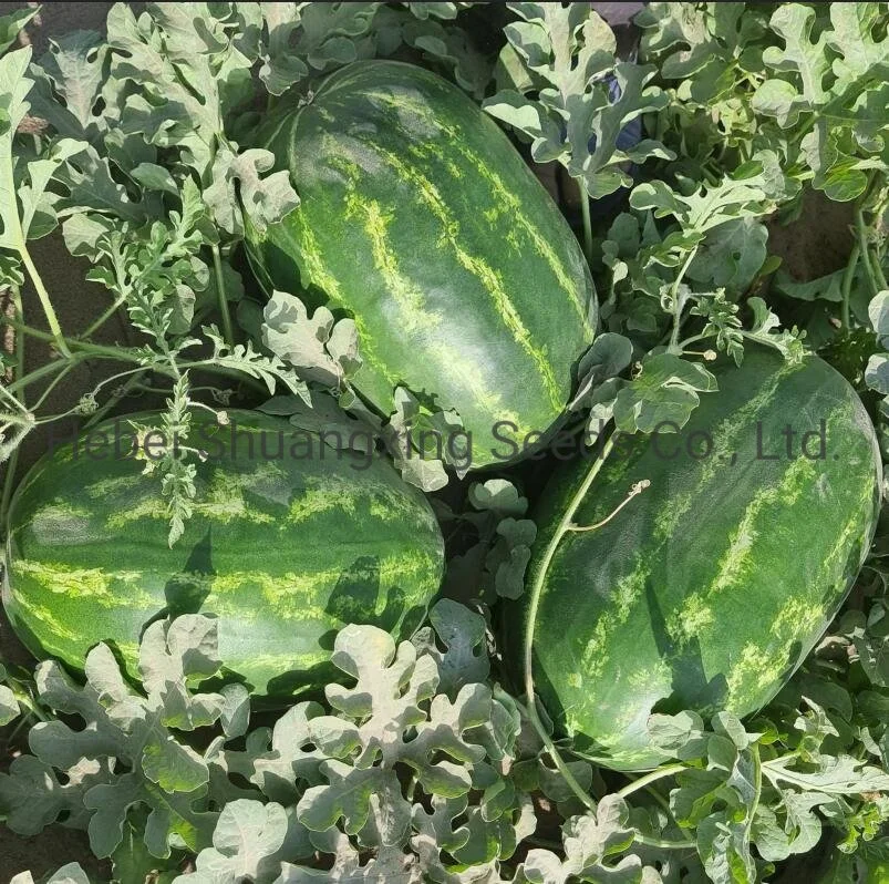 Crimson Hybrid Watermelon Seeds Vegetable Seed for Sowing