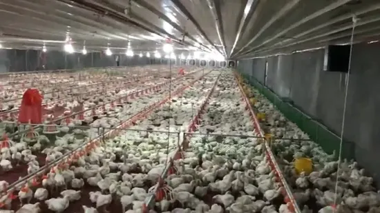 Agriculture Farm Machinery Broiler Poultry House Chicken Feeding Farm Equipment