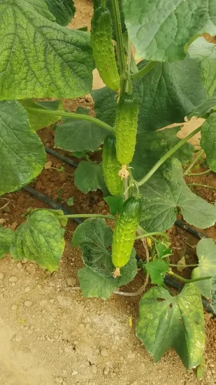 Early Maturity High Quality and High Yield Green Cucumber Seeds