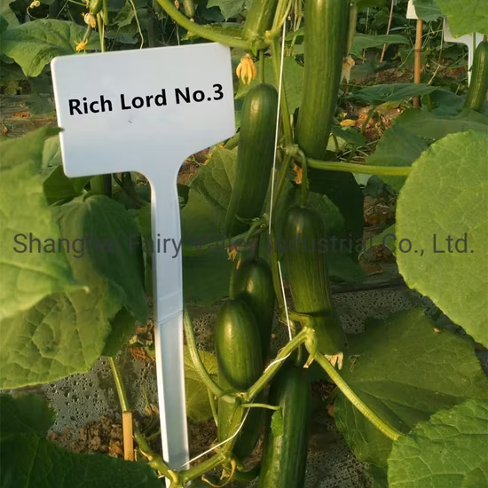 High Density Chinese Hybrid F1 Cucumber Seeds for Growing 30-35cm Length Netherlands King