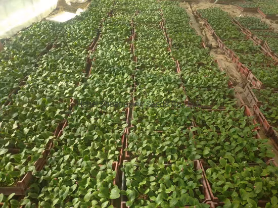 HD Cucumis Green Beauty Long Cucumber Seeds for Sowing