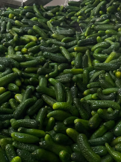 High Yield Vegetable Seeds F1 Netherlands Cucumber Seeds for Cultivation-Rich Lord No. 1