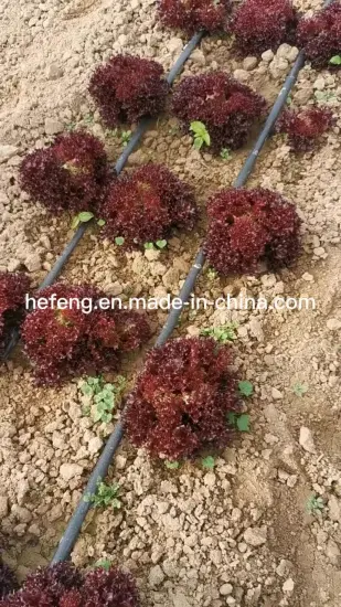 Early Maturity Purple Lettuce Seeds