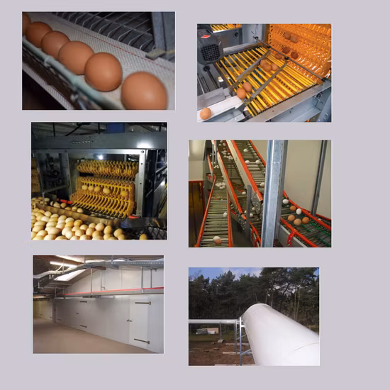 Agriculture Poultry Farm Equipment for Chicken/Broiler/Breeder/Livestock