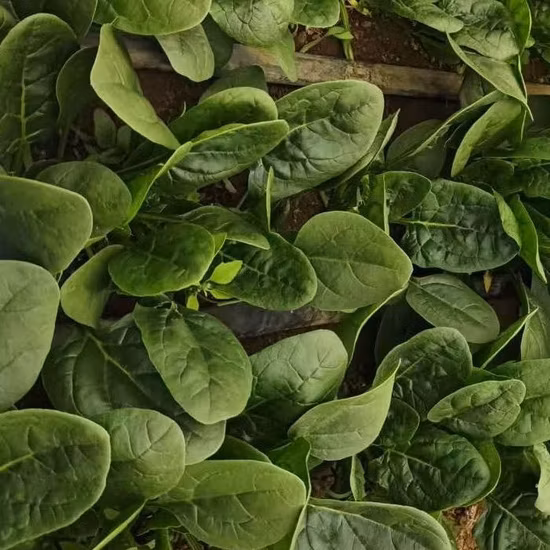 Hybrid Green Spinach Seeds
