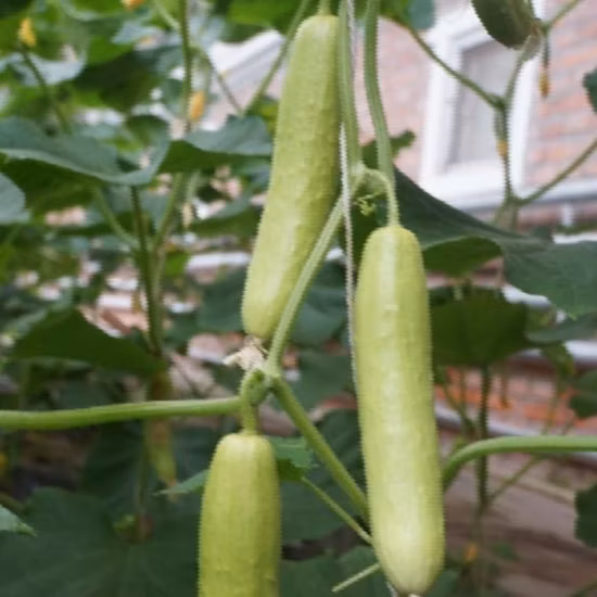 Early Maturity Good Quality Cucumber Seeds