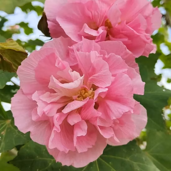 1kg Mix Color Tree Seeds Hibiscus Mutabilis Seeds for Sowing