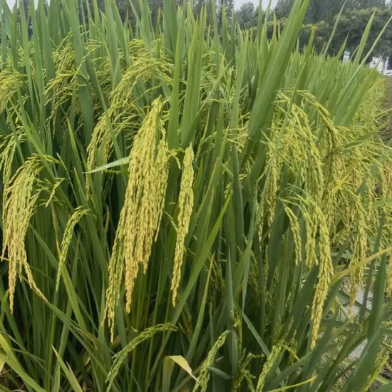 Good Quality Rice Seeds