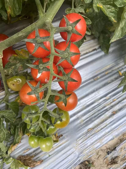 Healthy High Yield Delicious Cherry Radish Seeds