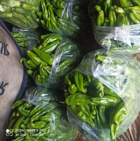 Hybrid F1 White Hot Pepper Seeds for Planting-Korean White Rice Pepper No. 2