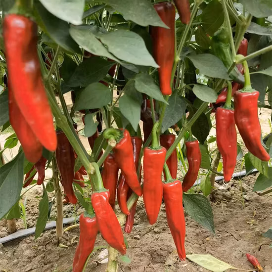 Hybrid F1 Single Upright Hot Pepper Seeds for Growing-Korean White Rice Pepper No. 1