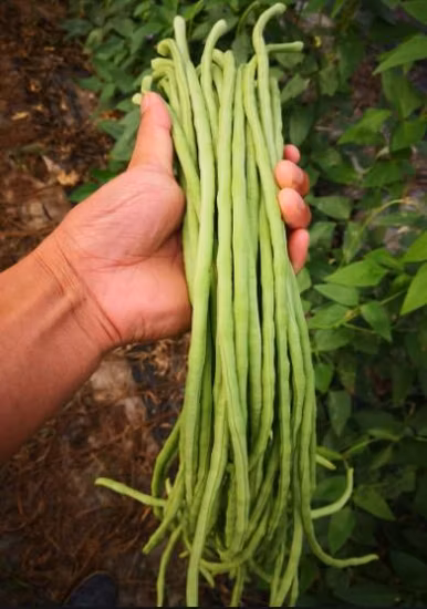 Early Maturity Yard Long Bean Seeds Cowpea Seeds